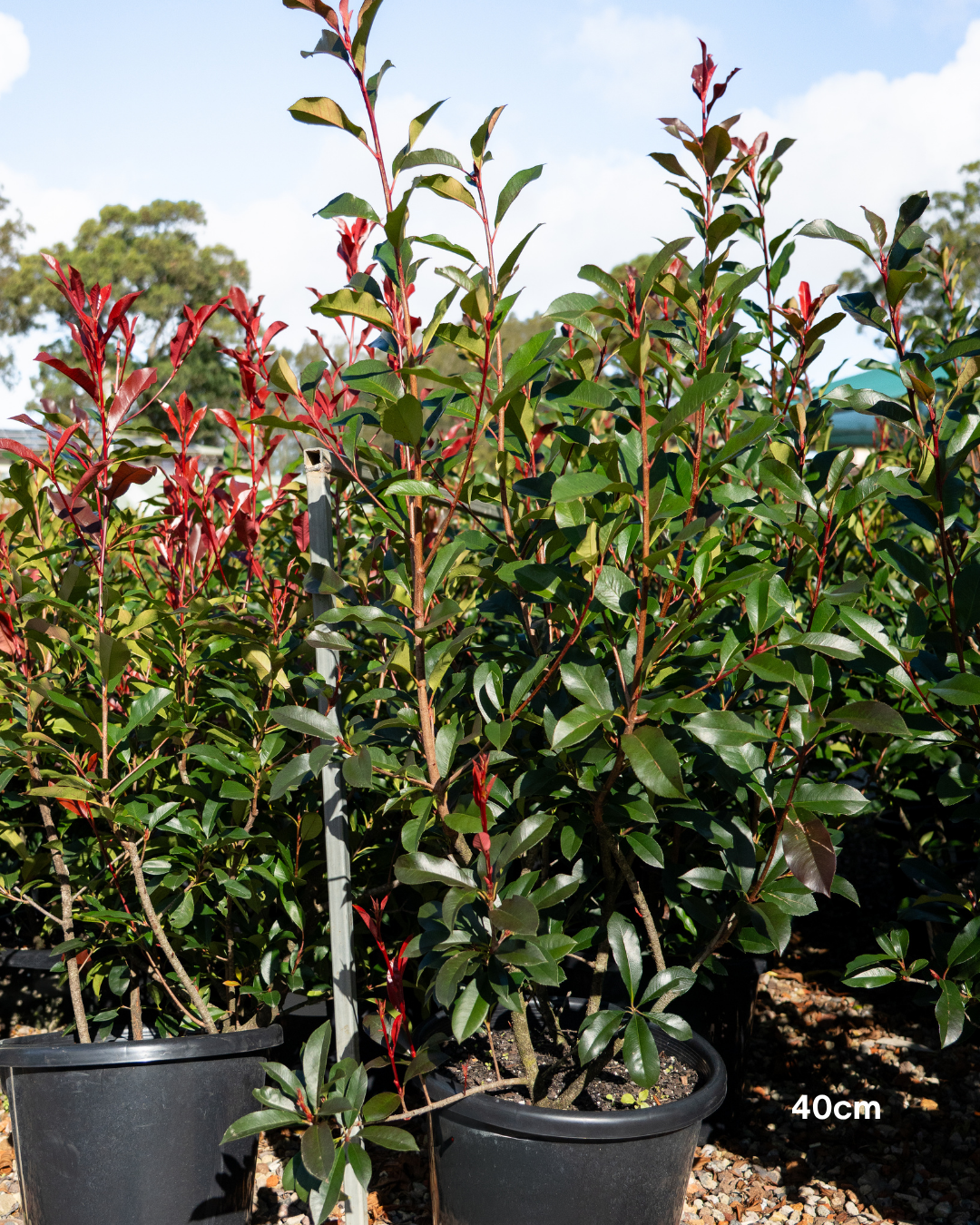 Photinia x fraseri 'Robusta' – Robusta Photinia