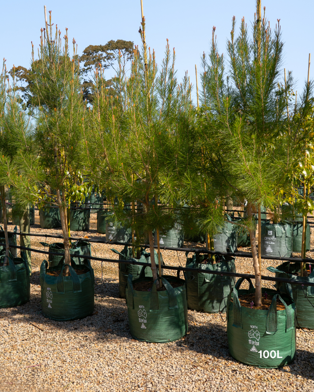 Pinus halepensis Aleppo Pine