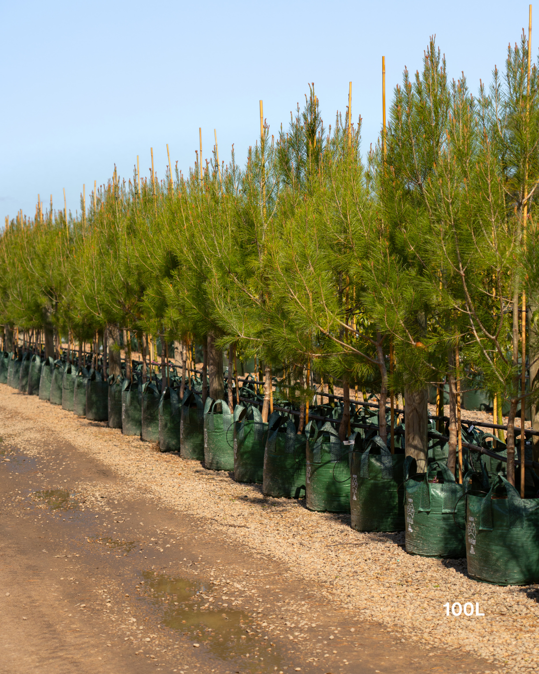 Pinus halepensis Aleppo Pine