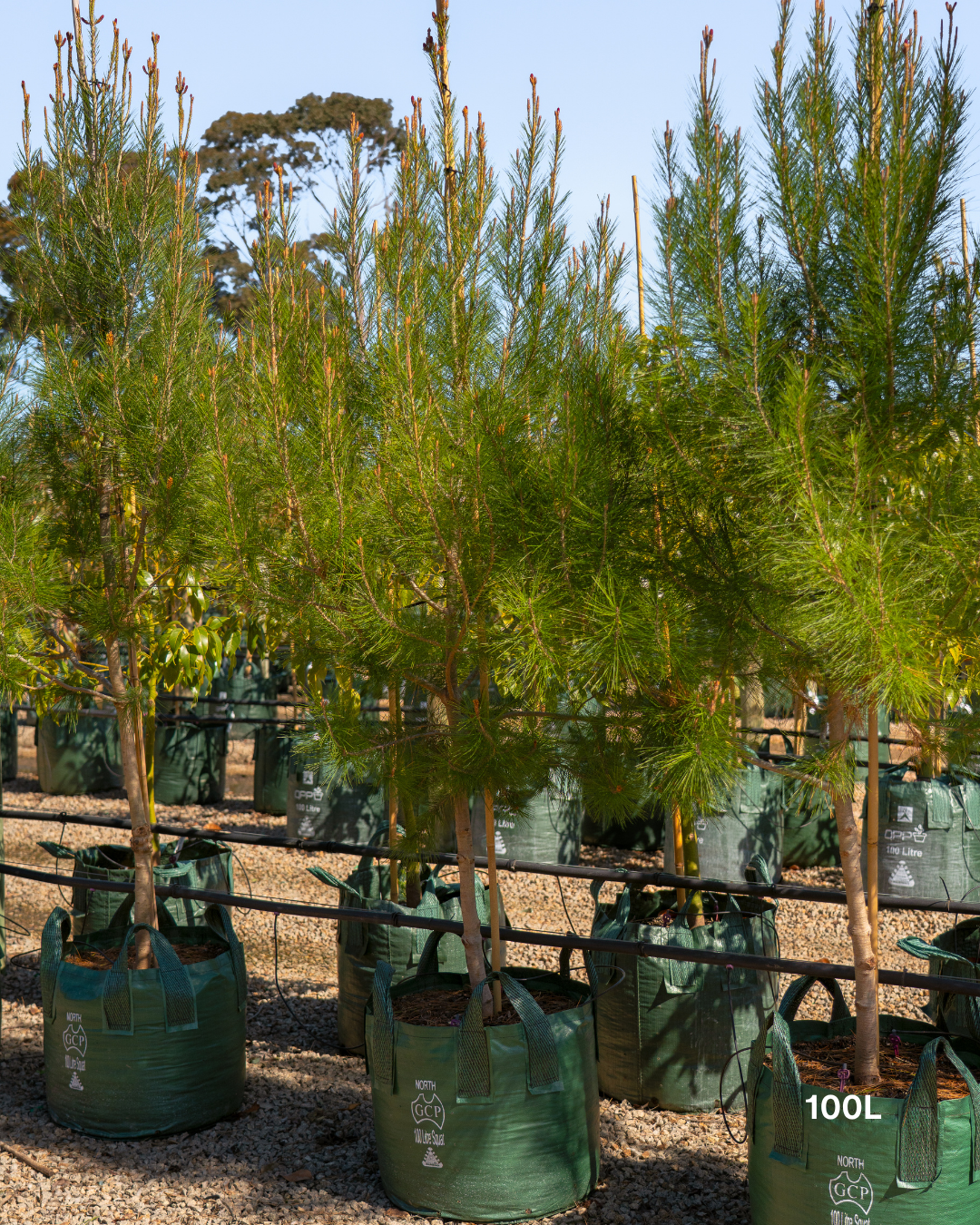Pinus halepensis Aleppo Pine