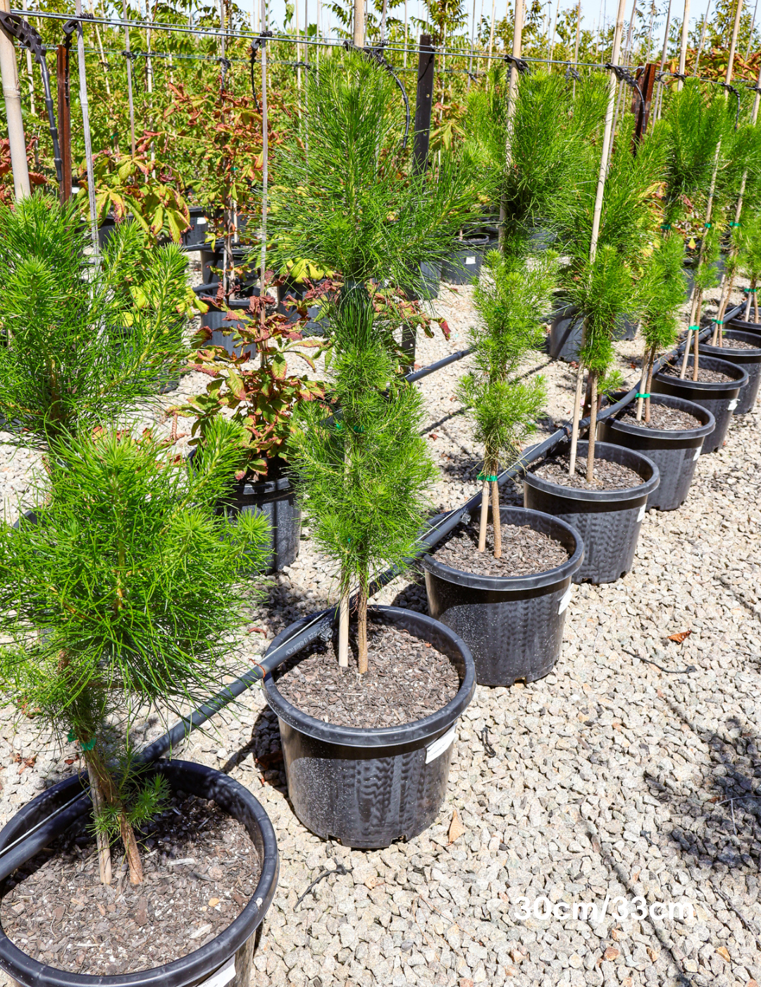 Pinus Halipensis - Evergreen Trees Direct