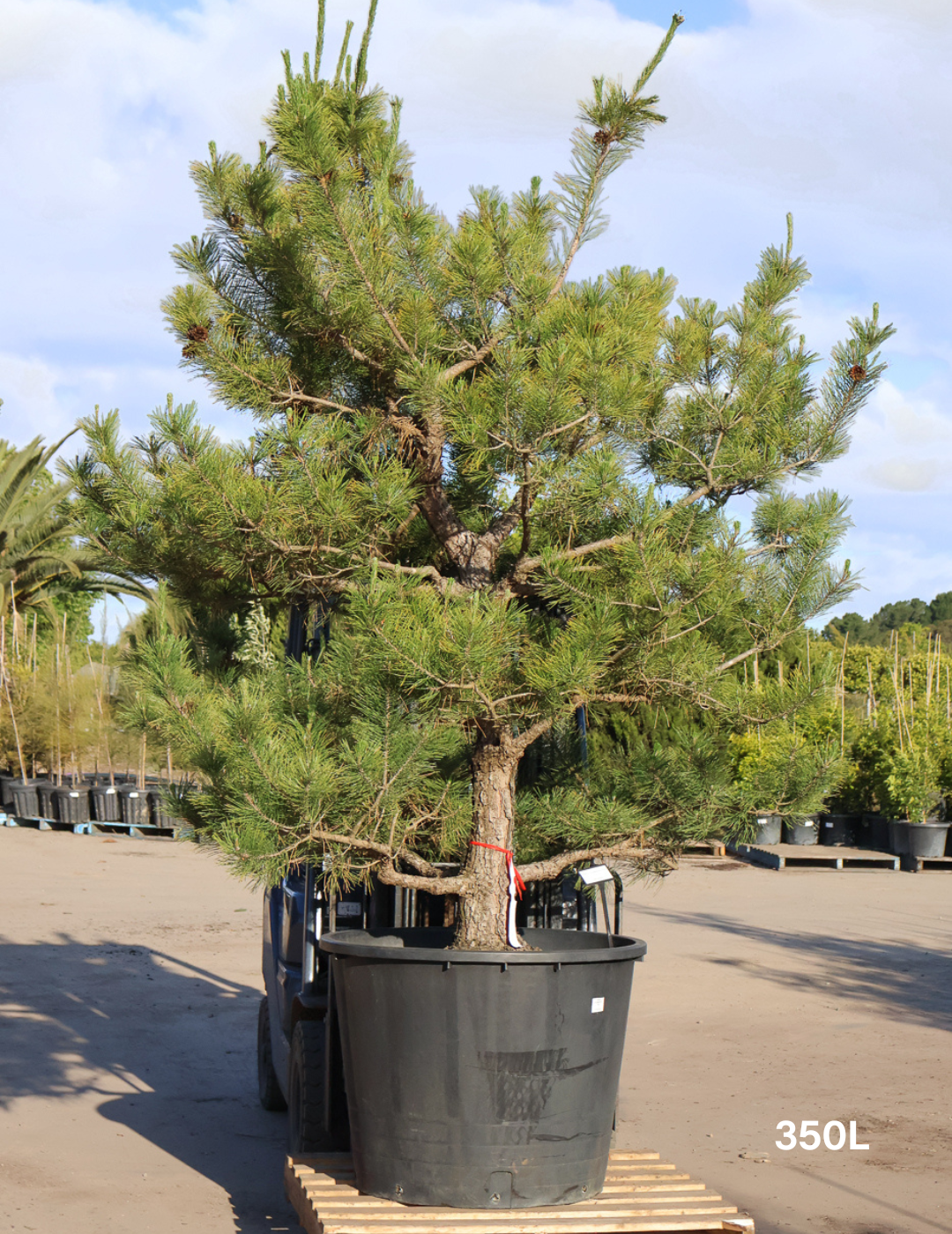 Pinus thunbergii Japanese Black Pine