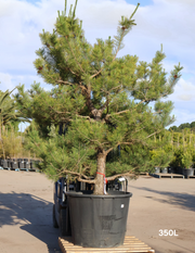Pinus Thunbergii - Evergreen Trees Direct