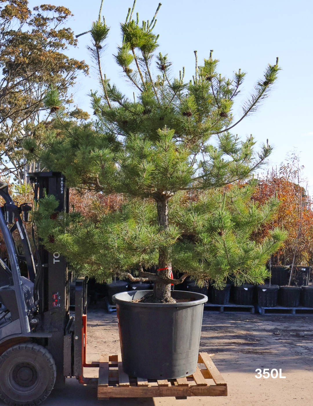 Pinus Thunbergii - Evergreen Trees Direct