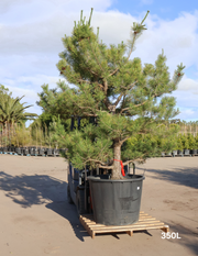 Pinus Thunbergii - Evergreen Trees Direct