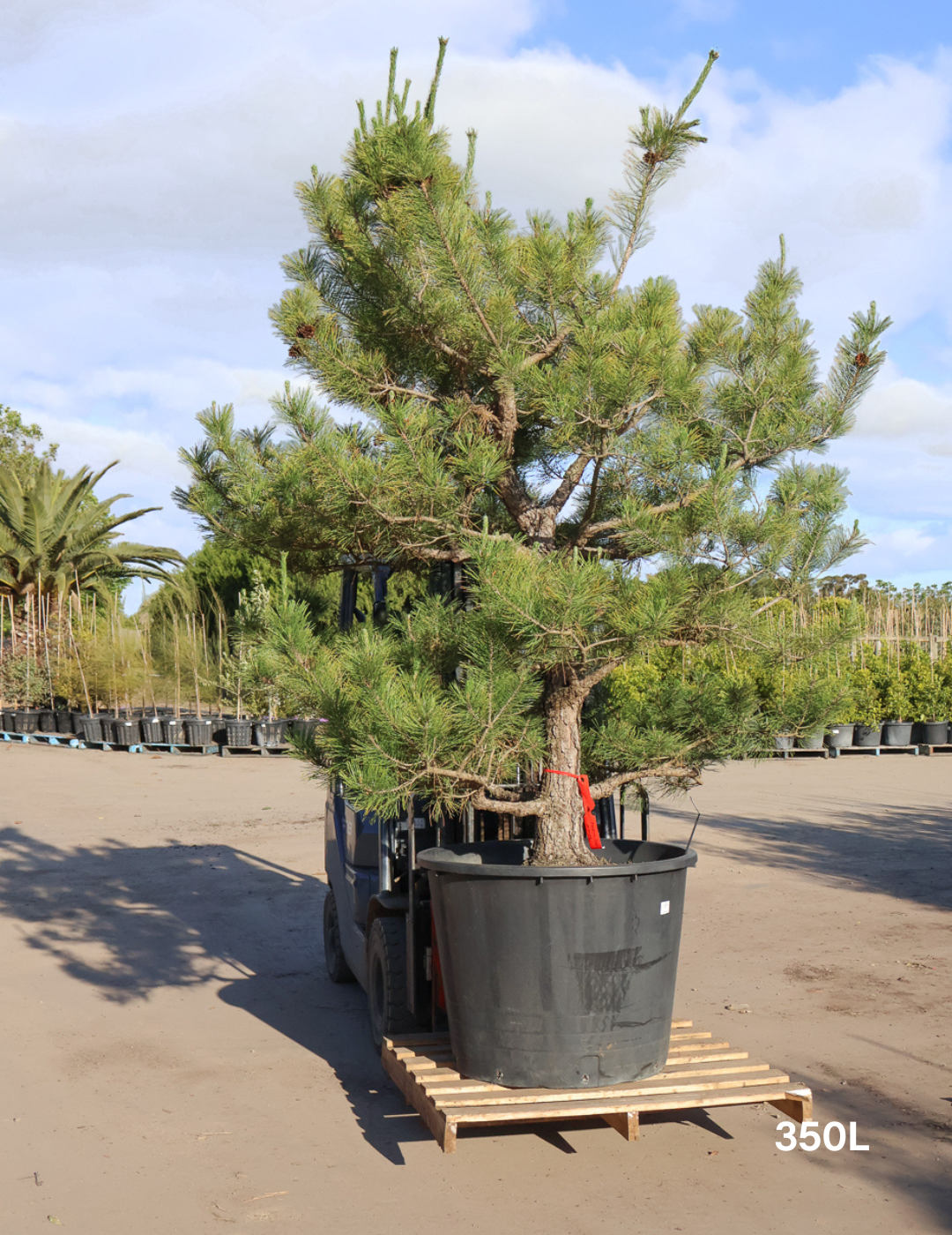 Pinus Thunbergii - Evergreen Trees Direct