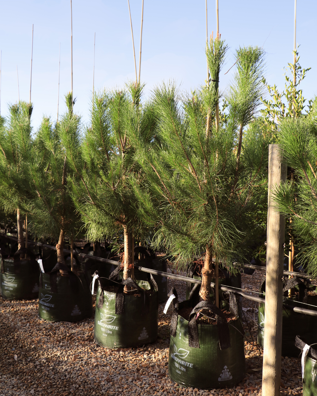 Evergreen Trees Direct