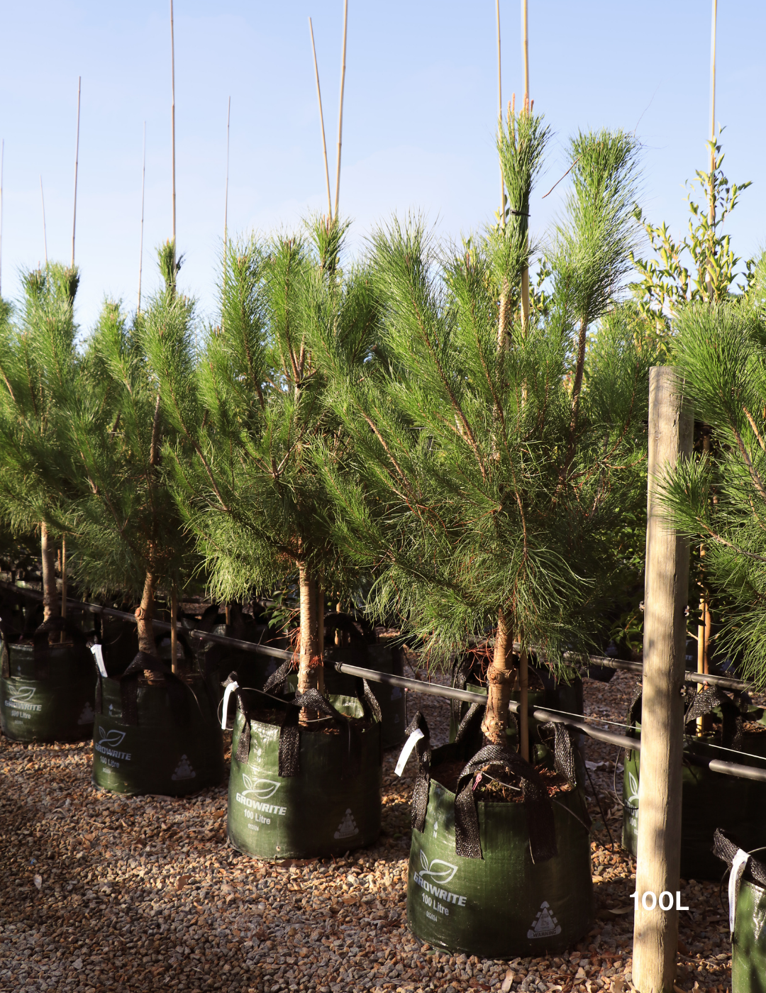 Pinus Halipensis - Evergreen Trees Direct