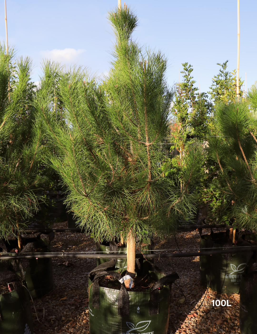 Pinus Halipensis - Evergreen Trees Direct