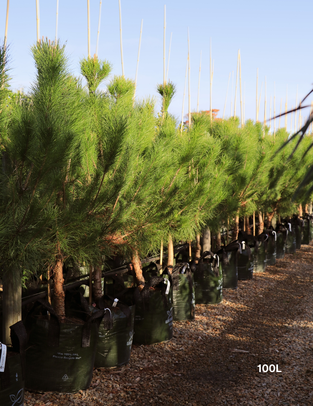 Pinus Halipensis - Evergreen Trees Direct
