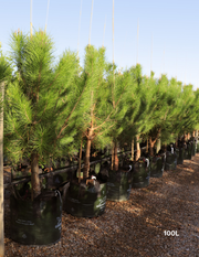 Pinus Halipensis - Evergreen Trees Direct