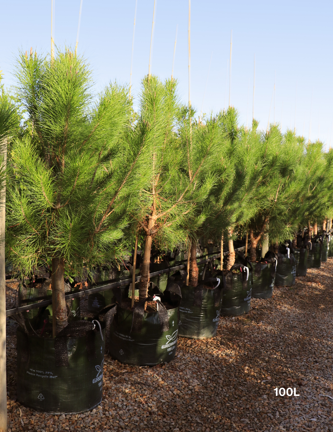 Pinus Halipensis - Evergreen Trees Direct