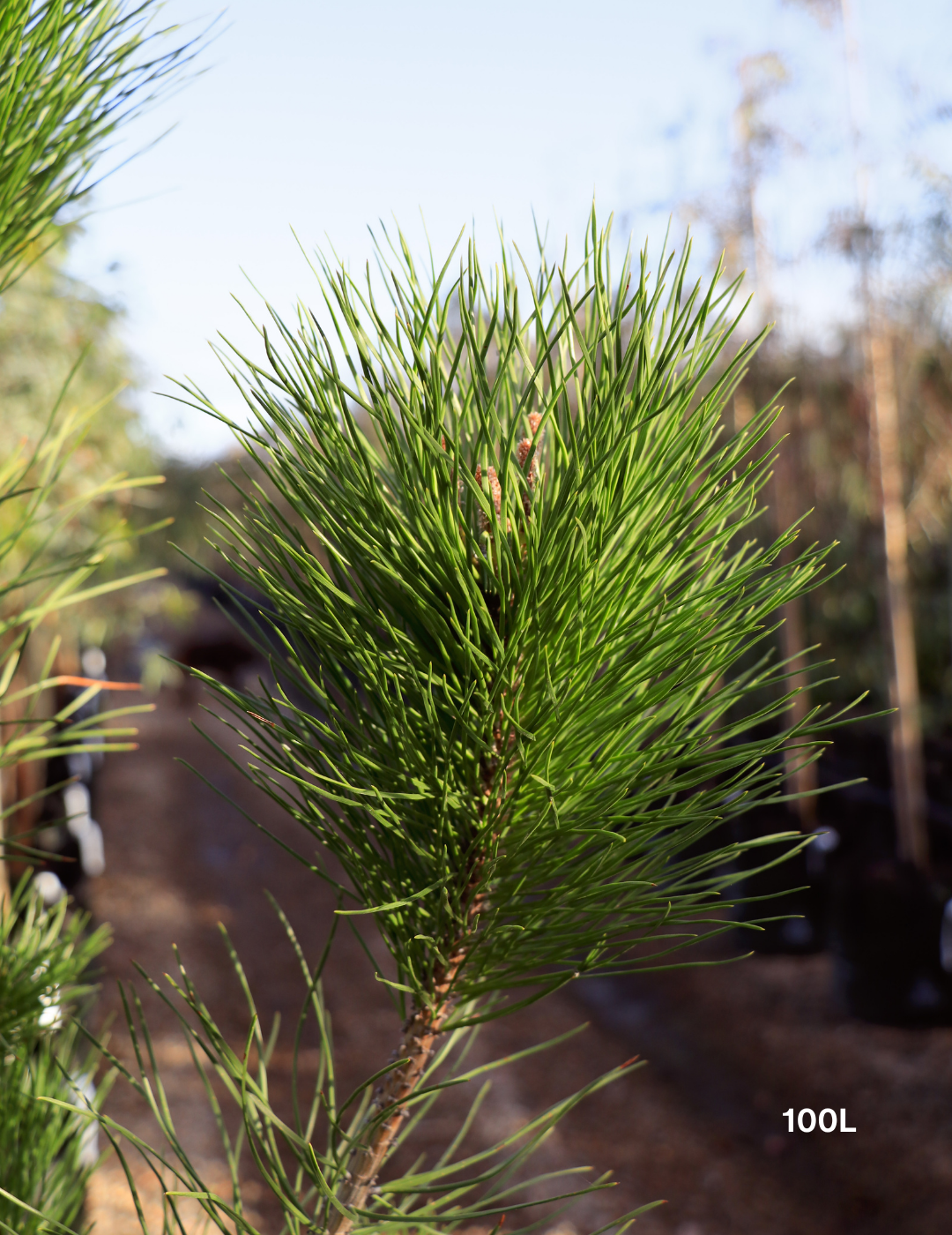 Pinus Halipensis - Evergreen Trees Direct