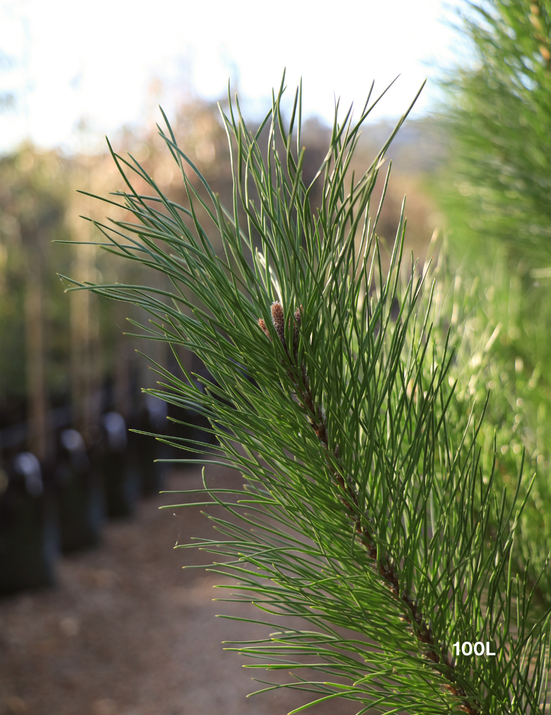 Pinus Halipensis - Evergreen Trees Direct