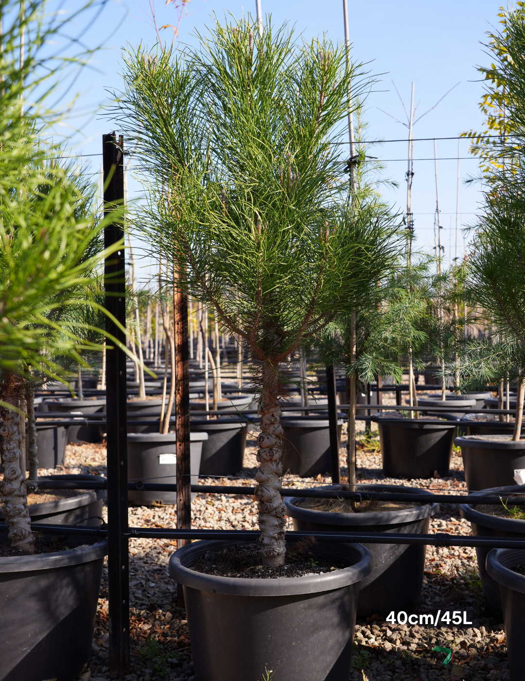Pinus Halipensis - Evergreen Trees Direct