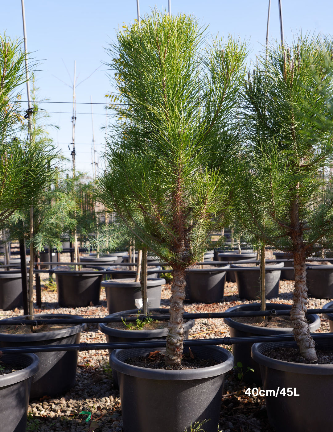 Pinus Halipensis - Evergreen Trees Direct