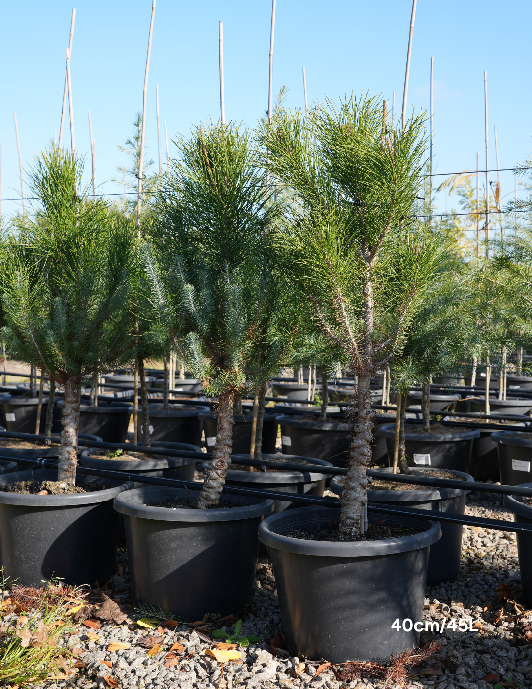 Pinus Halipensis - Evergreen Trees Direct