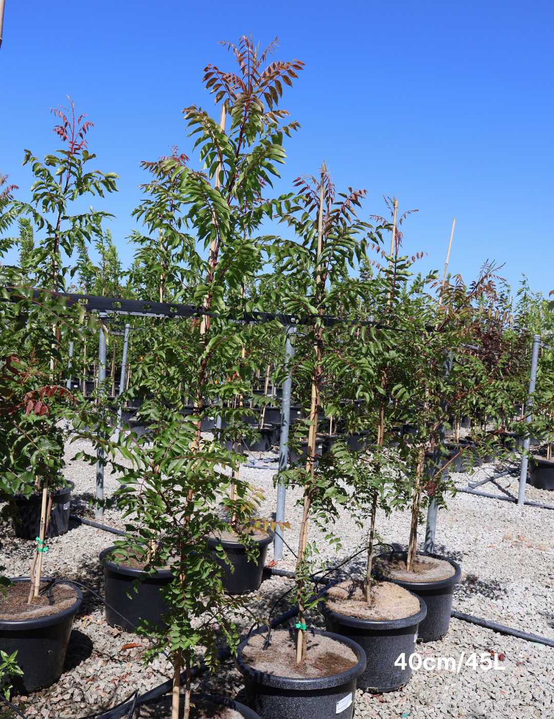 Pistacia chinensis - Evergreen Trees Direct