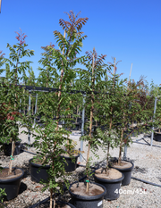 Pistacia chinensis - Evergreen Trees Direct