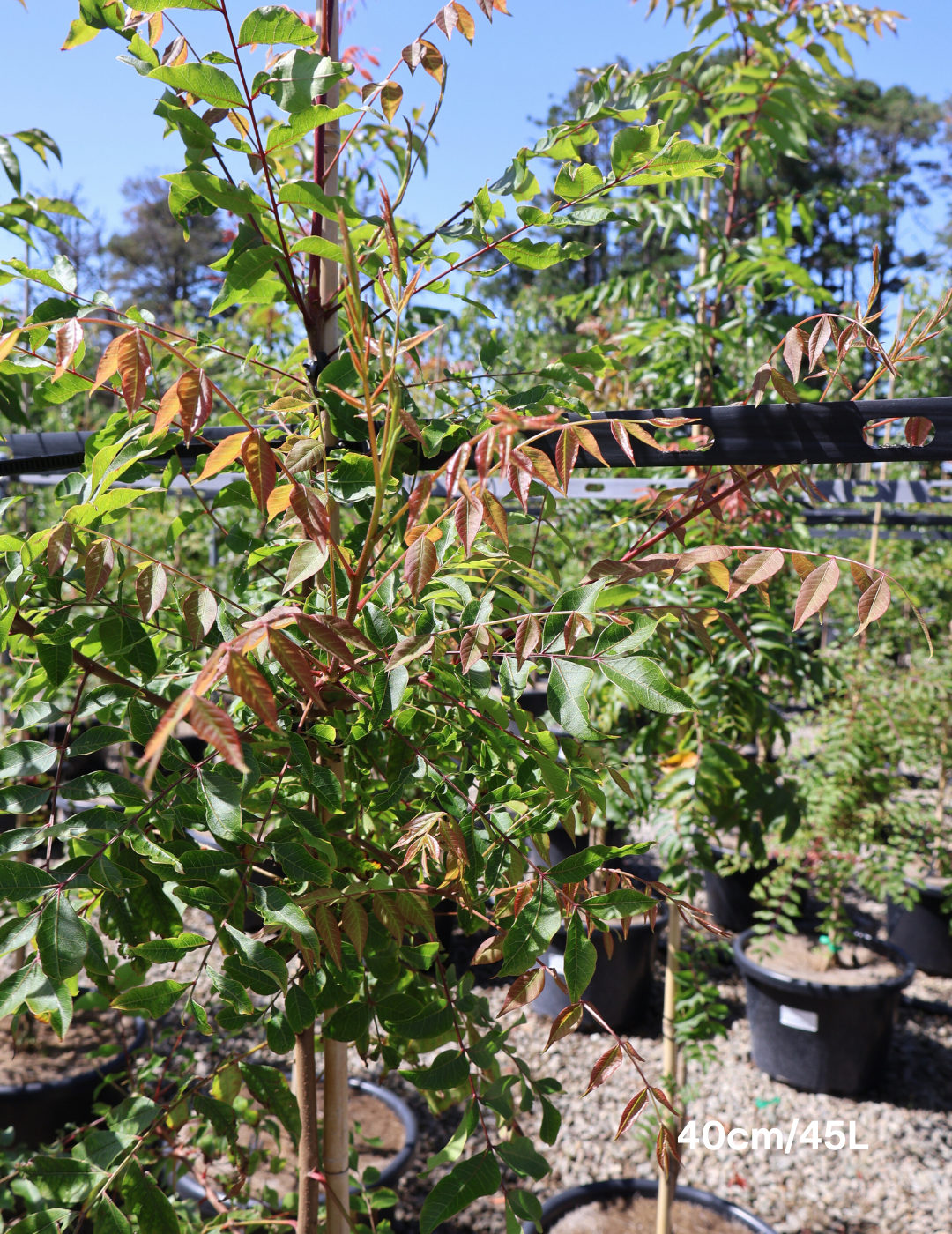 Pistacia chinensis - Evergreen Trees Direct