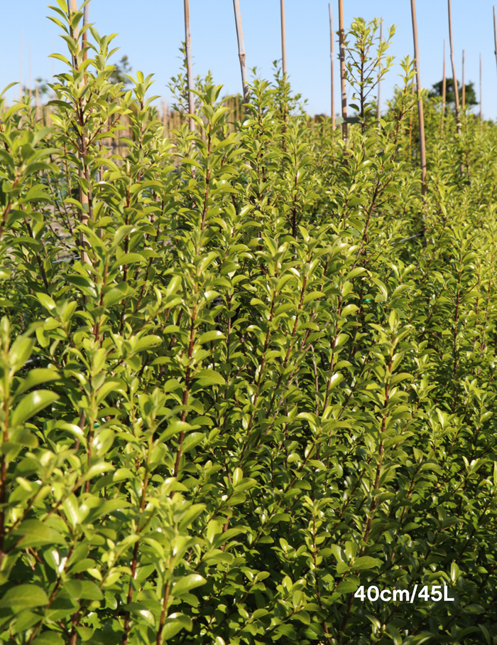 Pittosporum tenufolium 'Wonder Screen' - Evergreen Trees Direct
