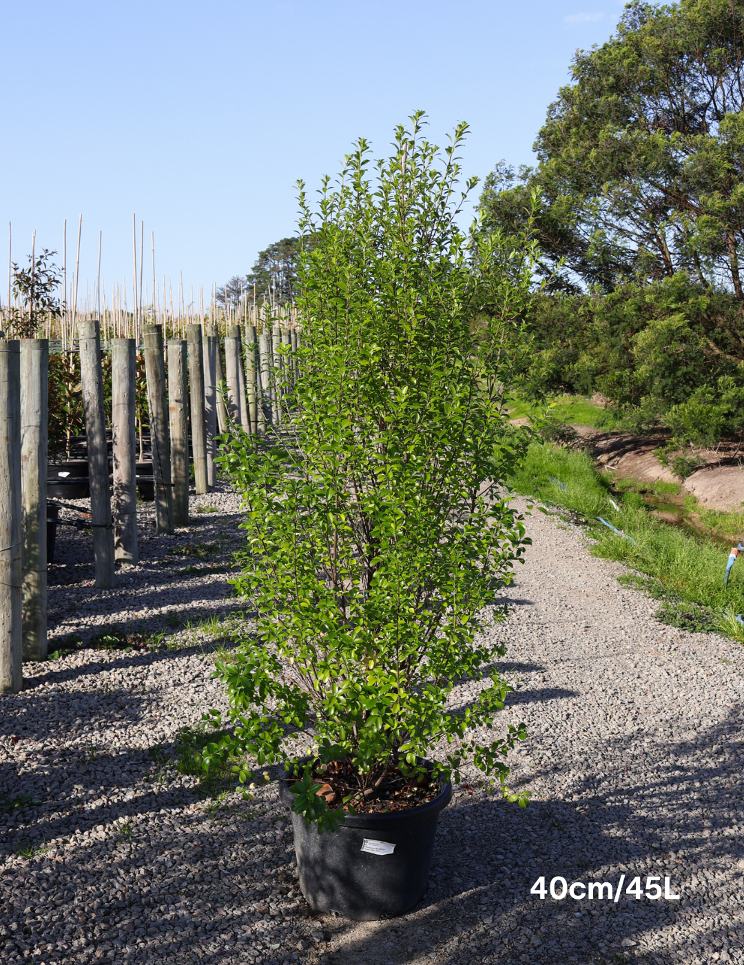 Pittosporum tenuifolium 'Green Pillar' - Evergreen Trees Direct