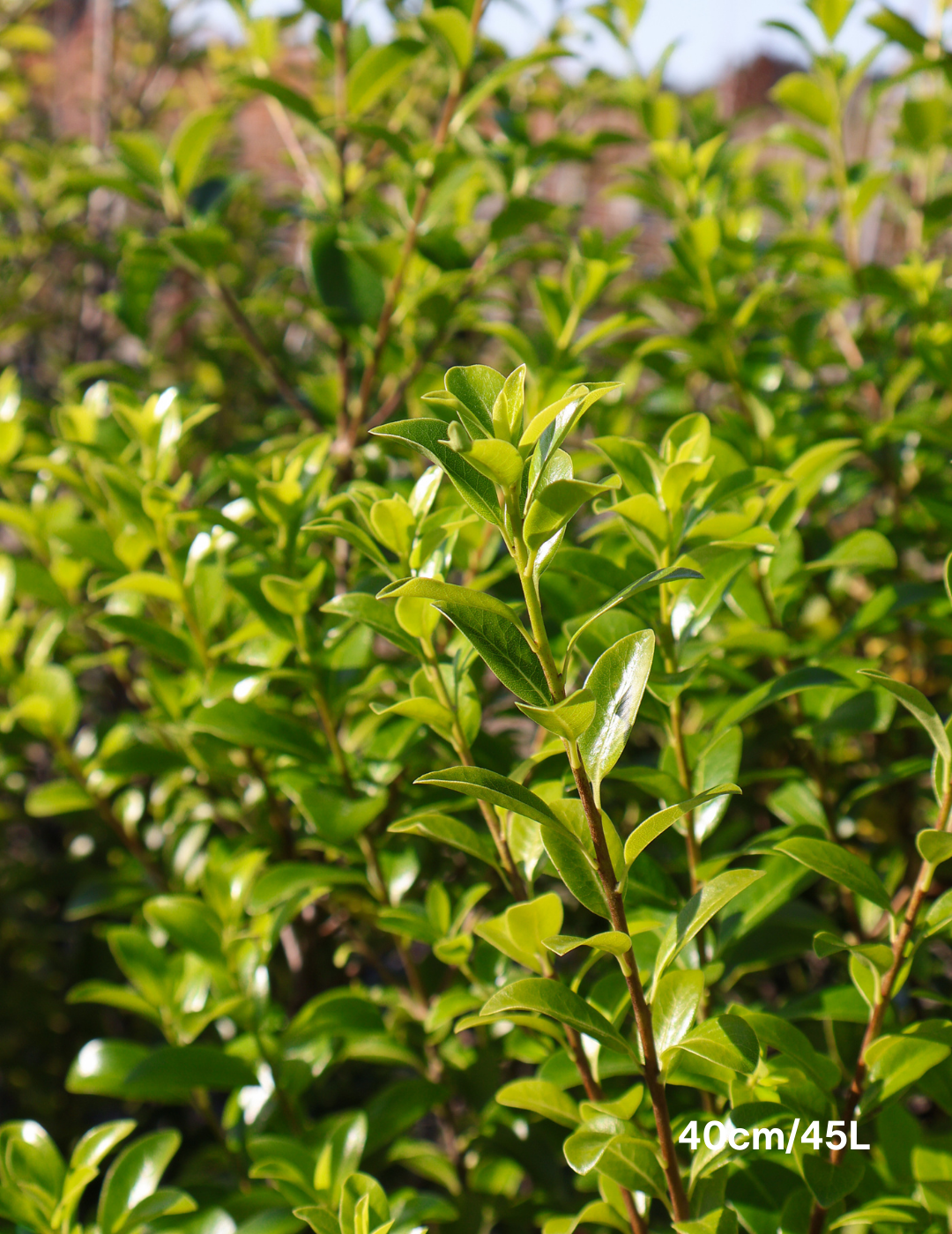 Pittosporum tenuifolium 'Green Pillar' - Evergreen Trees Direct