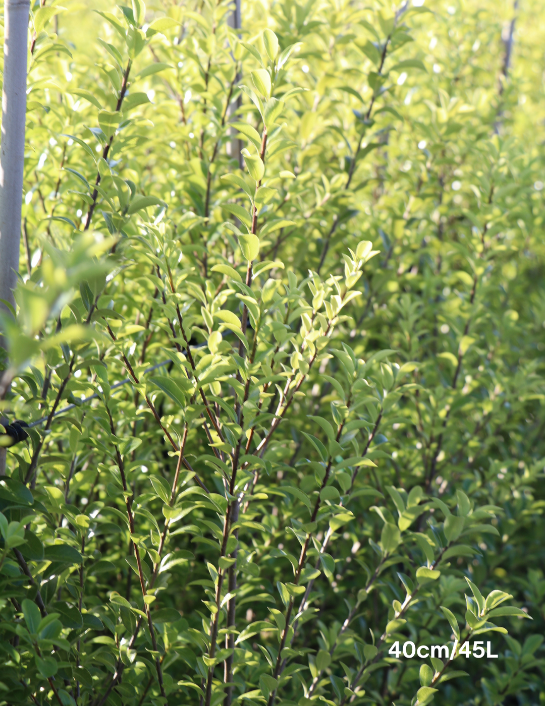 Pittosporum tenuifolium 'Green Pillar' - Evergreen Trees Direct