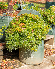 Pittosporum tobira 'Miss Muffet'