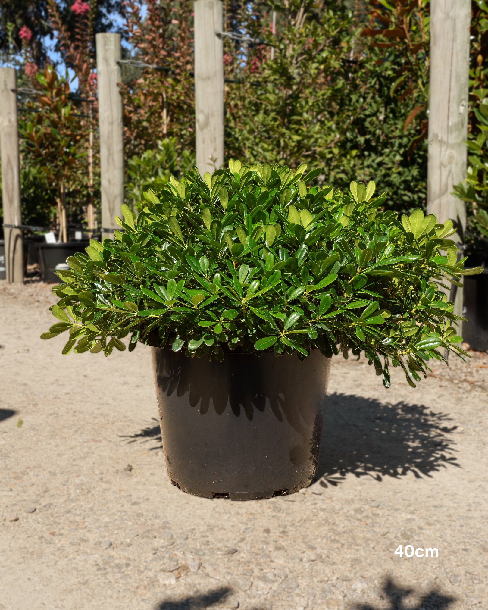 Pittosporum tobira 'Miss Muffet'