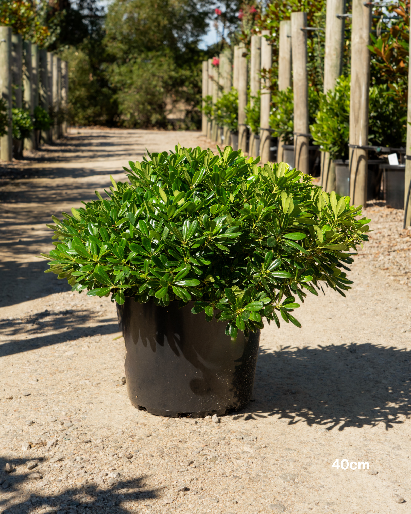 Pittosporum tobira 'Miss Muffet'