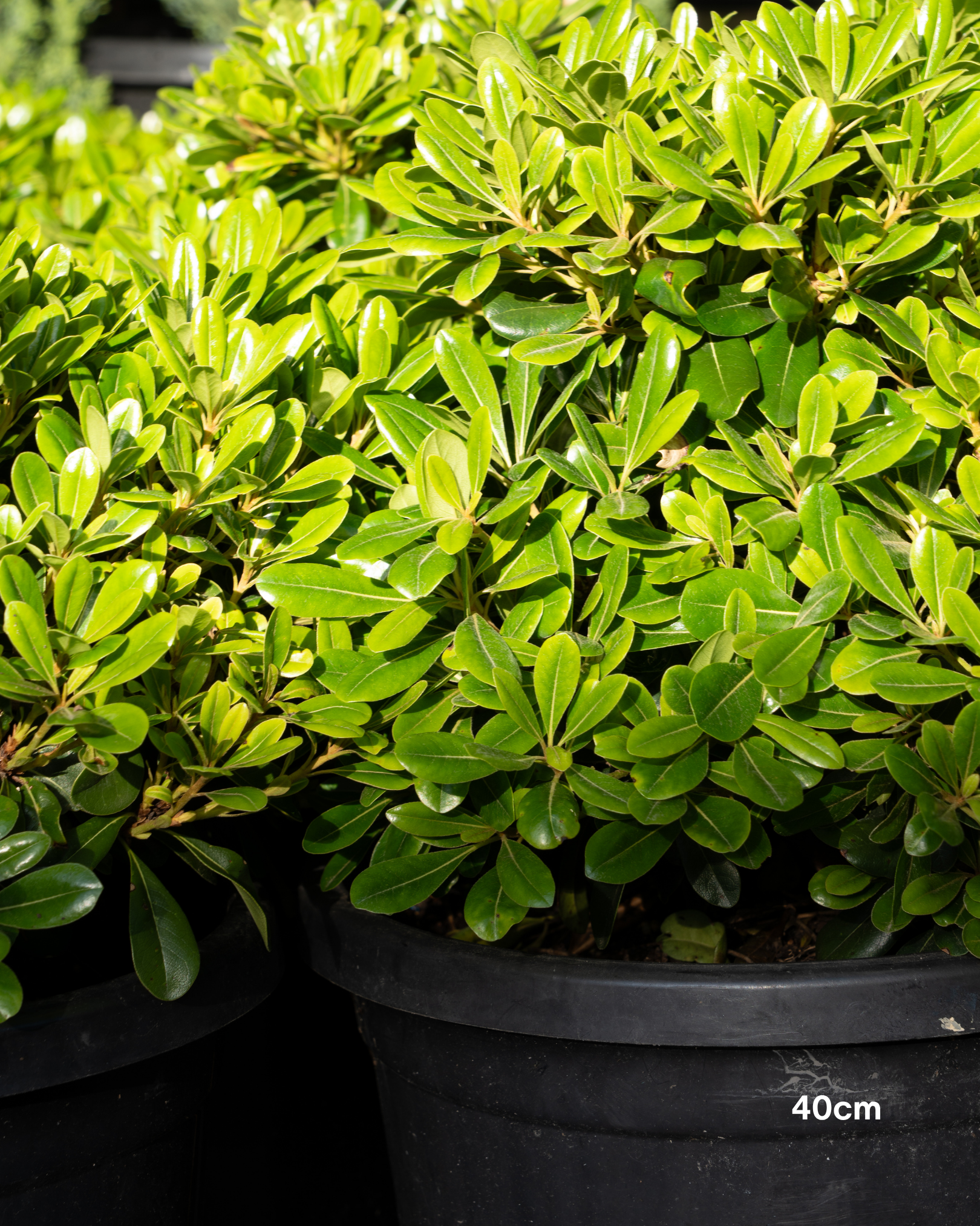 Pittosporum tobira 'Miss Muffet'