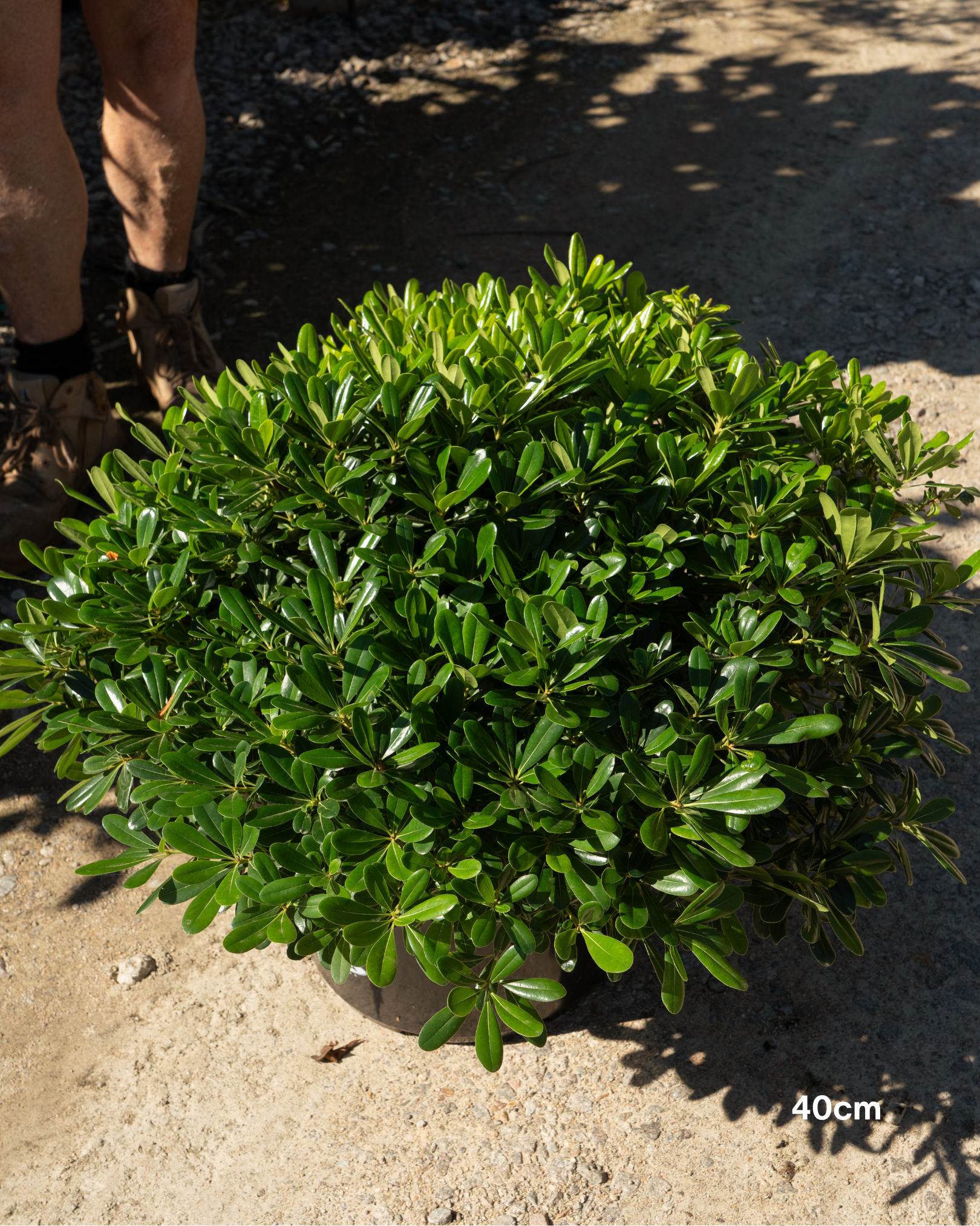 Pittosporum tobira 'Miss Muffet'