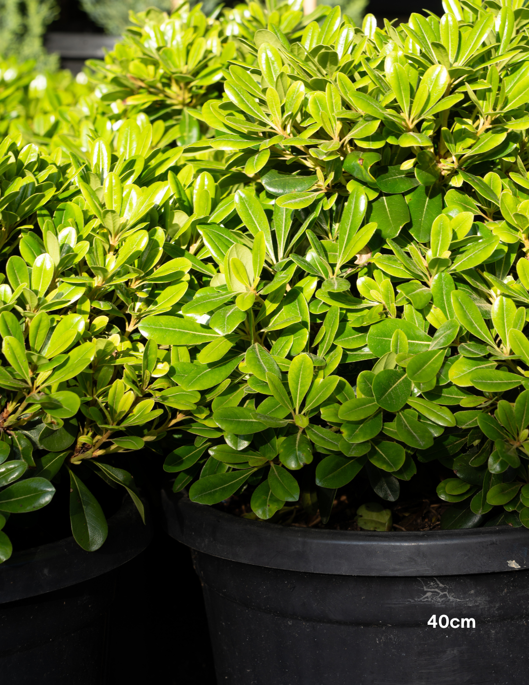 Pittosporum tobira 'Miss Muffet' - Evergreen Trees Direct