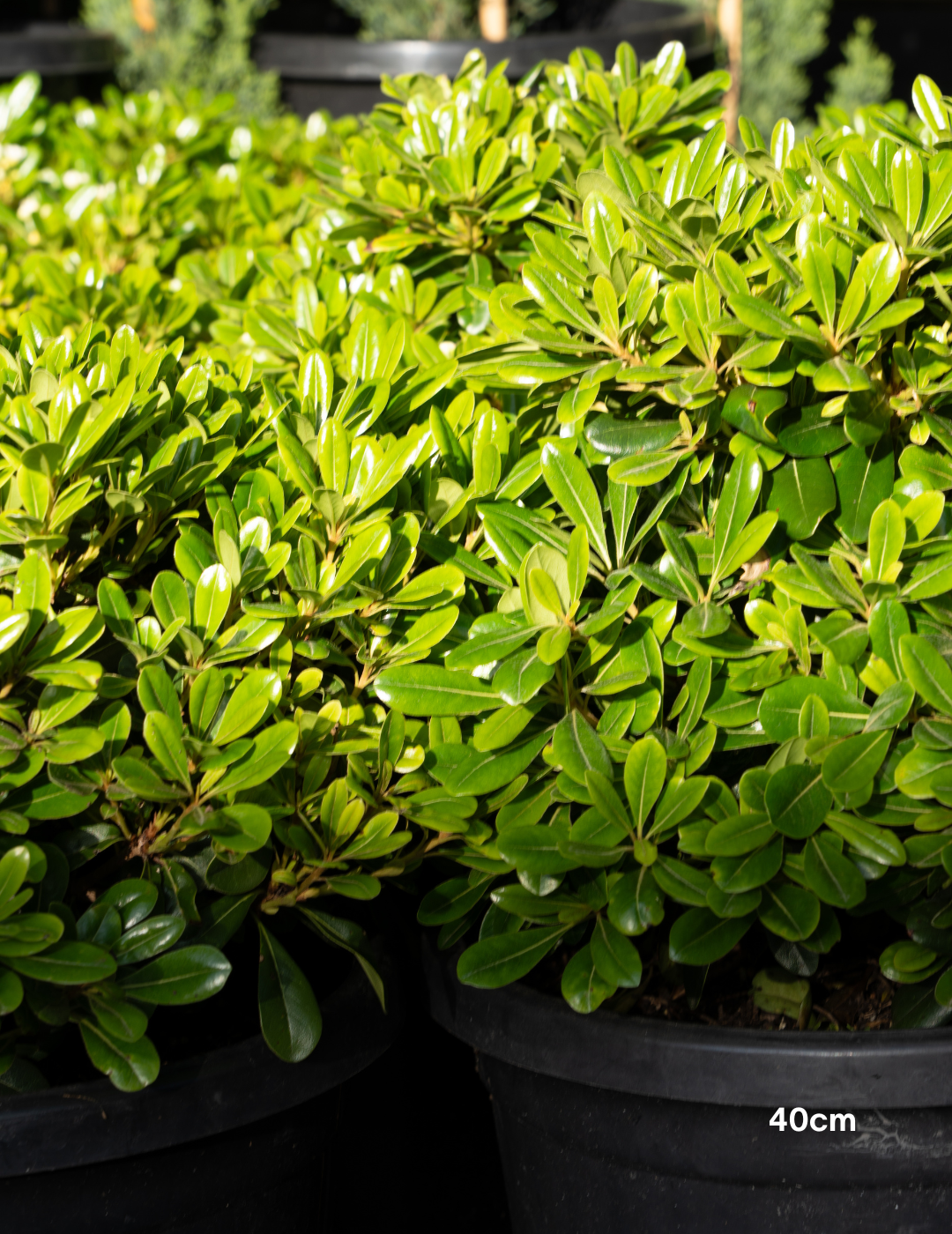 Pittosporum tobira 'Miss Muffet' - Evergreen Trees Direct