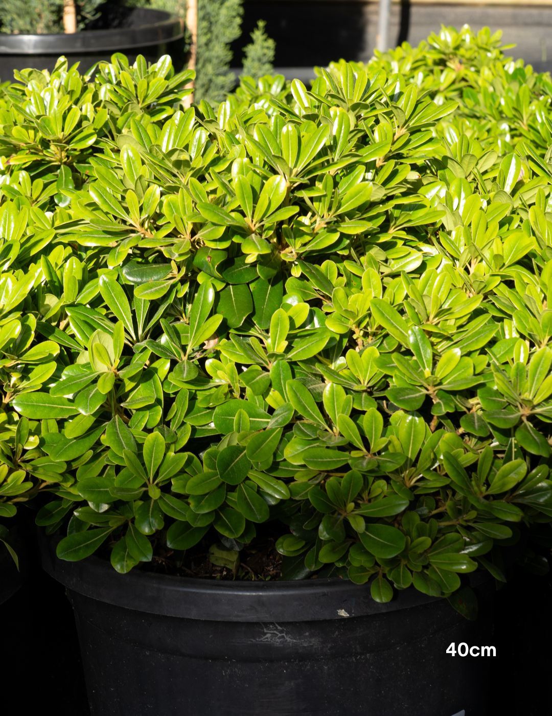 Pittosporum tobira 'Miss Muffet' - Evergreen Trees Direct