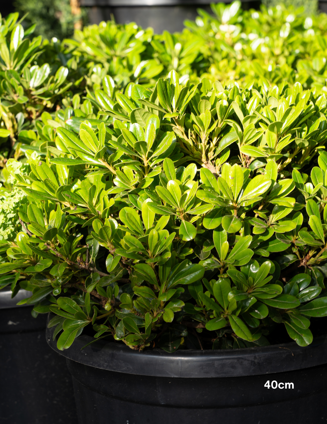 Pittosporum tobira 'Miss Muffet' - Evergreen Trees Direct