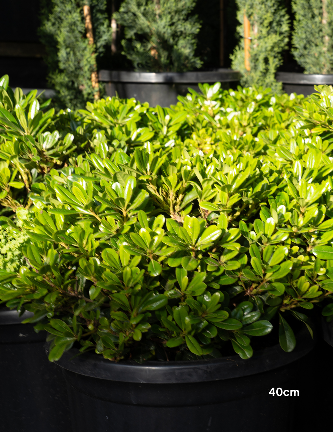 Pittosporum tobira 'Miss Muffet' - Evergreen Trees Direct