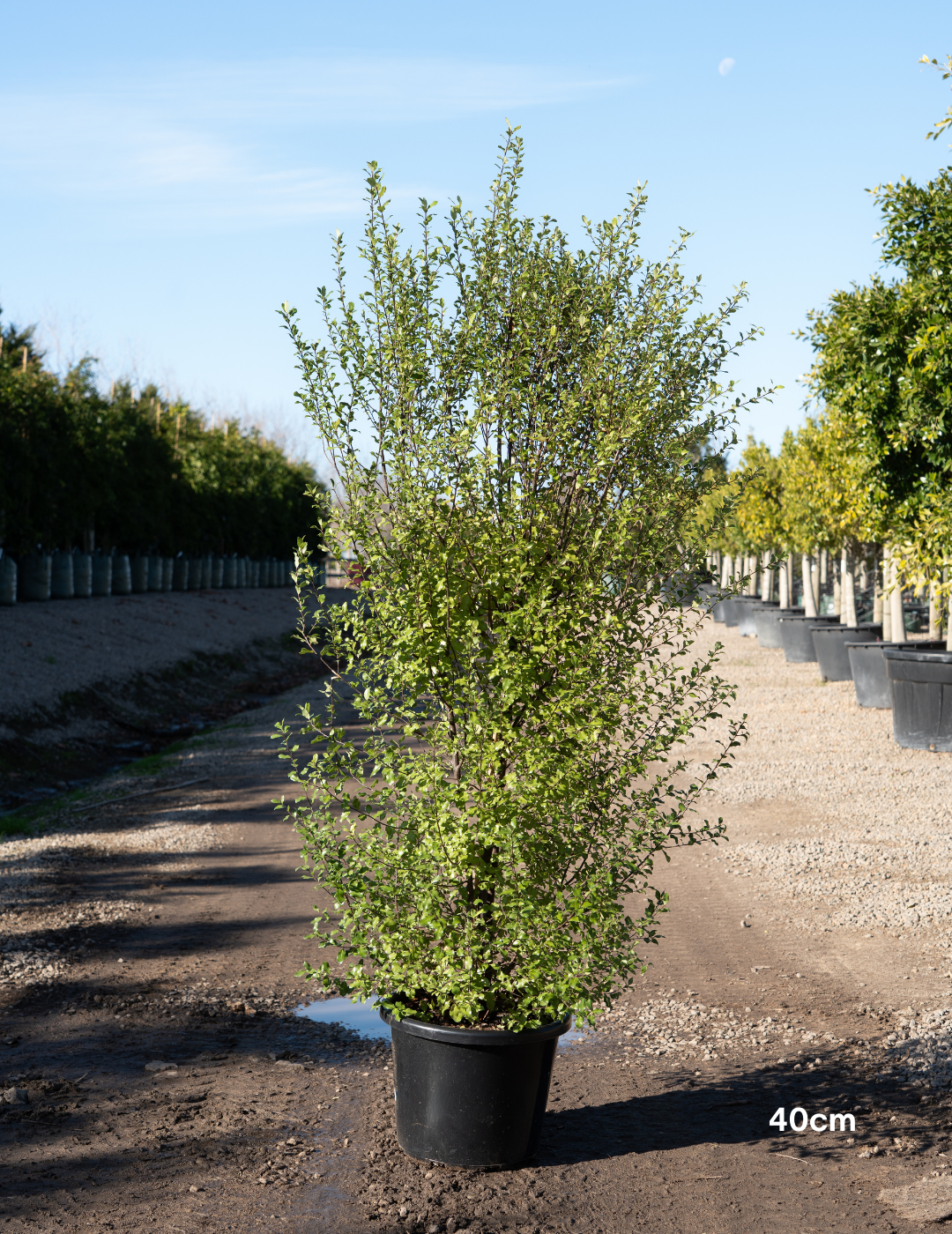 Pittosporum tenuifolium 'Silver Sheen' - Evergreen Trees Direct