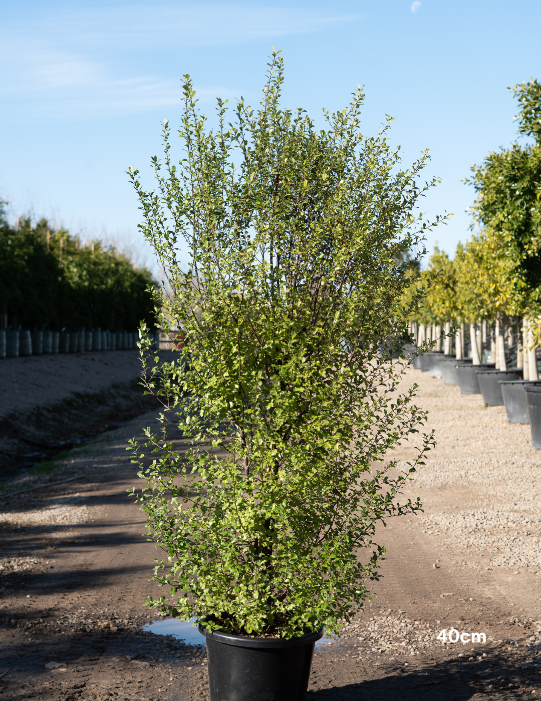 Pittosporum tenuifolium 'Silver Sheen'