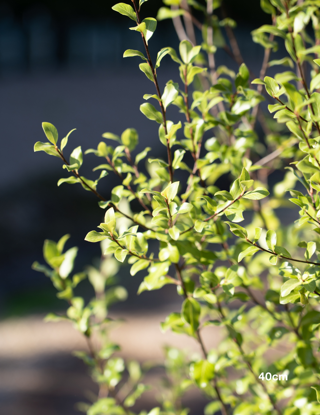 Pittosporum tenuifolium 'Silver Sheen' - Evergreen Trees Direct