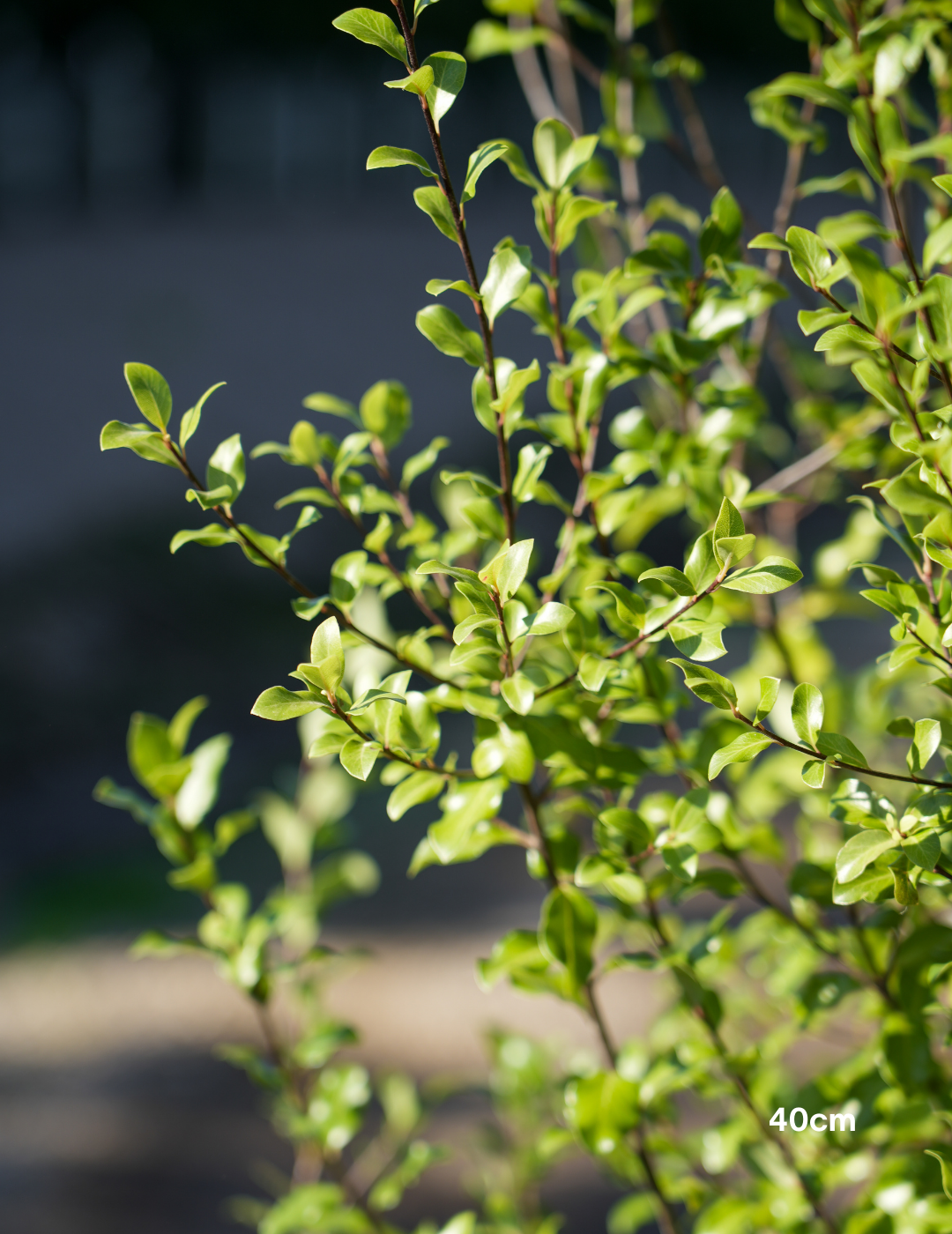 Pittosporum tenuifolium 'Silver Sheen' - DECEMBER SALE - CLEARING ORDERS BAY - Evergreen Trees Direct