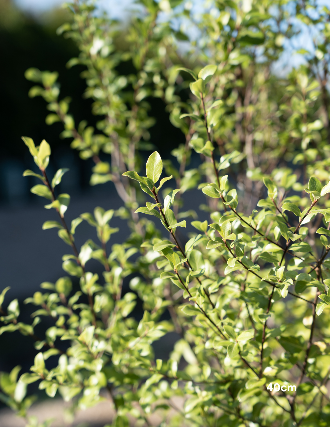 Pittosporum tenuifolium 'Silver Sheen' - Evergreen Trees Direct