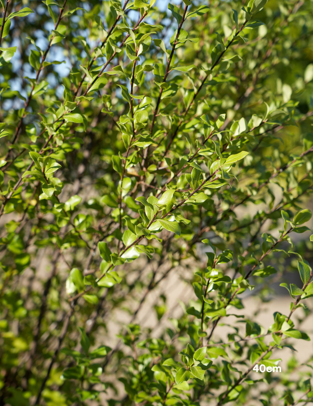 Pittosporum tenuifolium 'Silver Sheen' - Evergreen Trees Direct