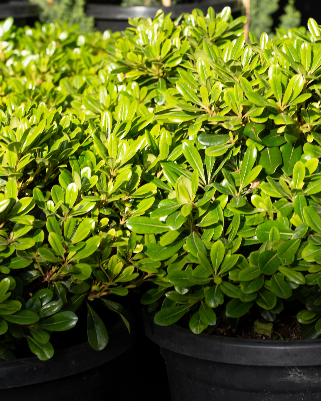 Evergreen Trees Direct