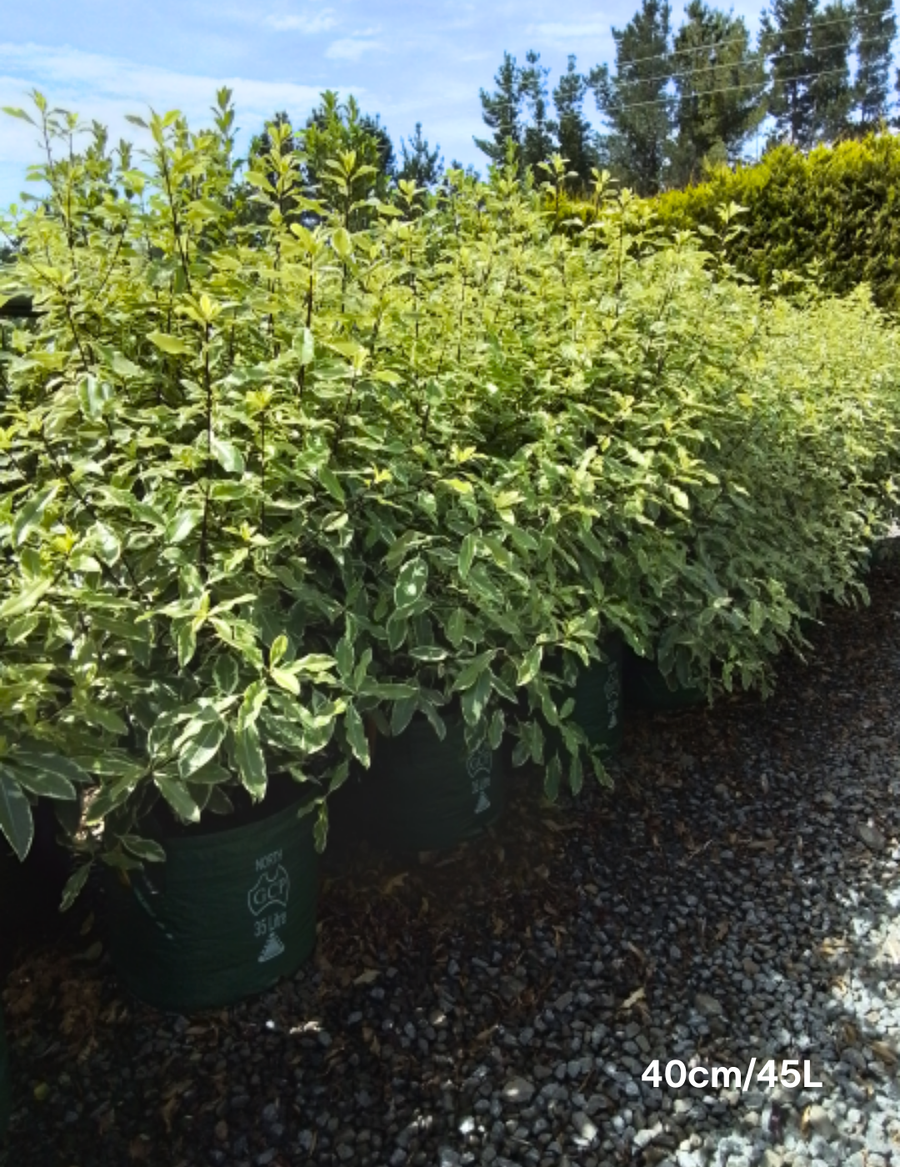 Pittosporum eugenoides 'Variegated' - Evergreen Trees Direct