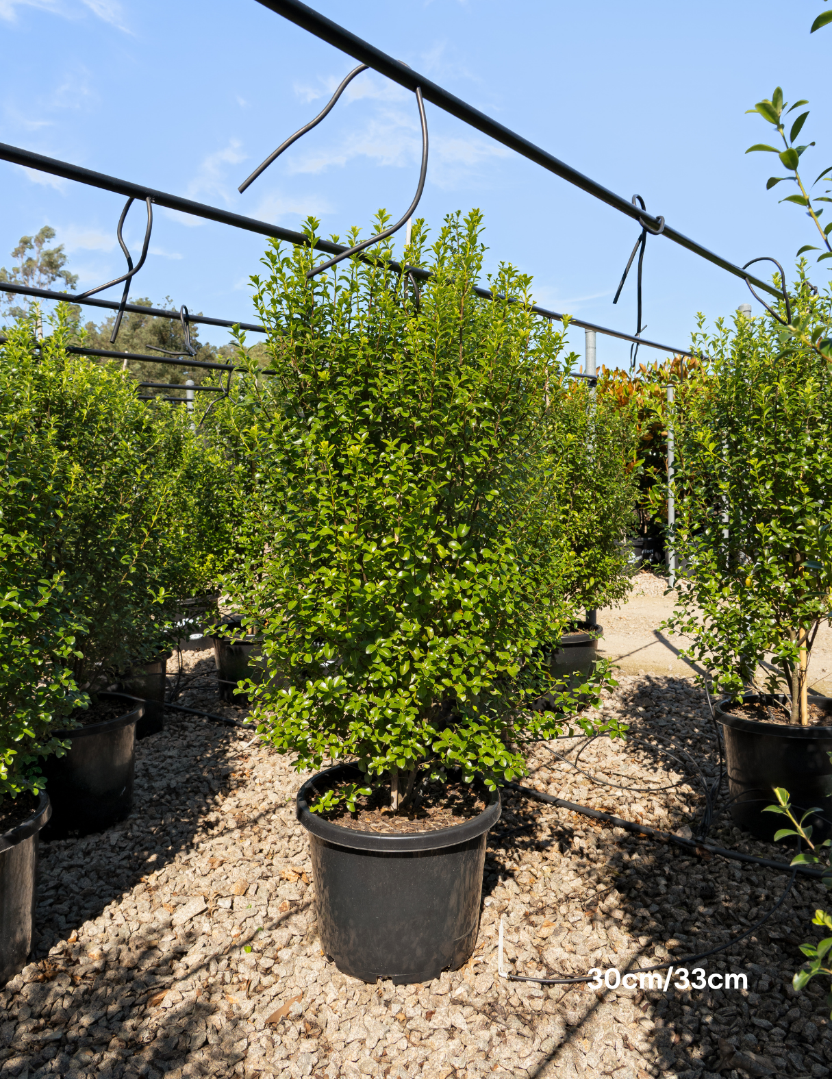 Pittosporum tenuifolium 'Green Pillar'