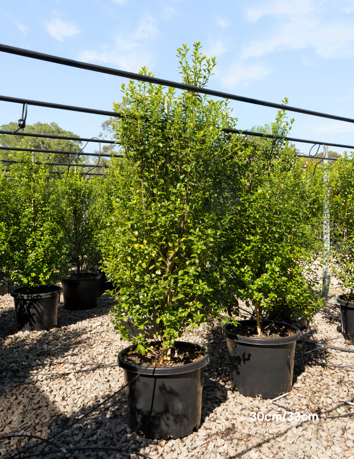 Pittosporum tenuifolium 'Green Pillar'