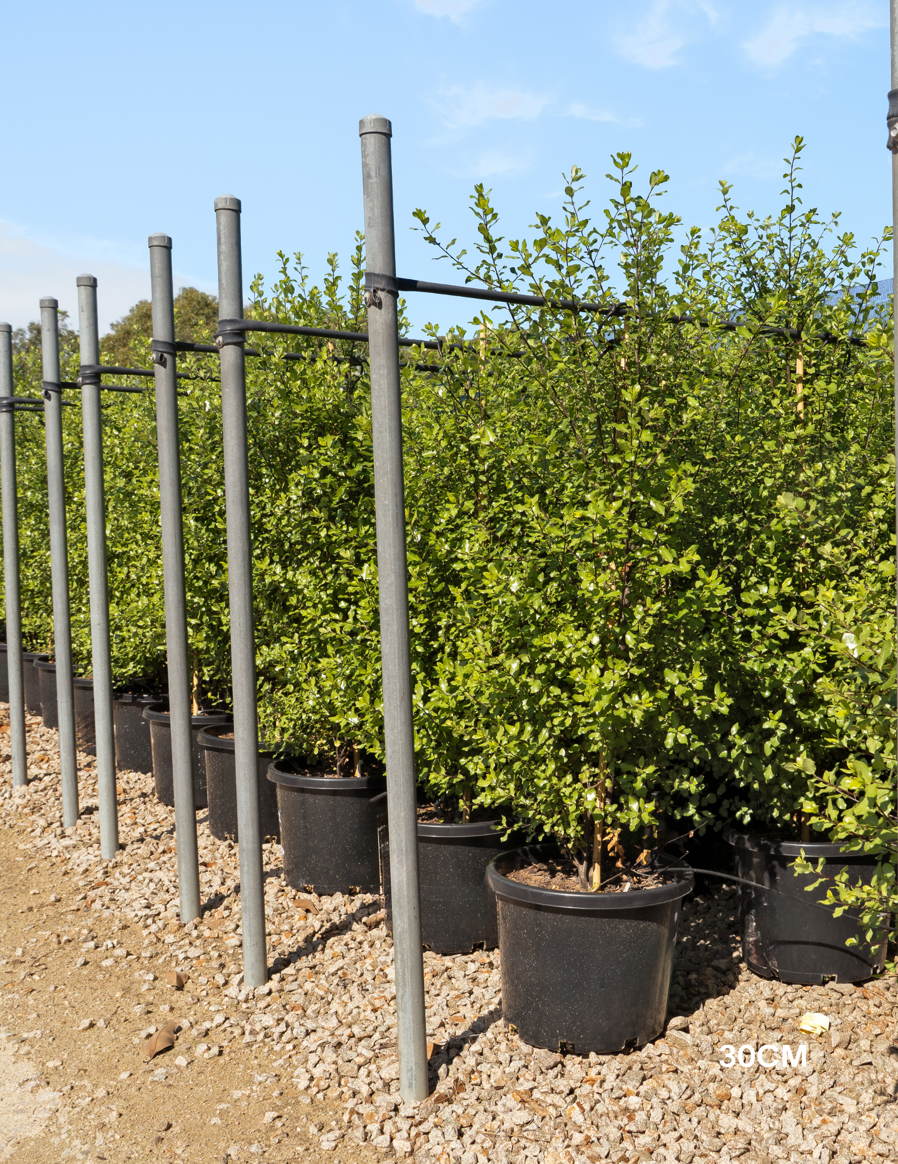 Pittosporum tenuifolium ‘Screenmaster’ – Screenmaster Pittosporum