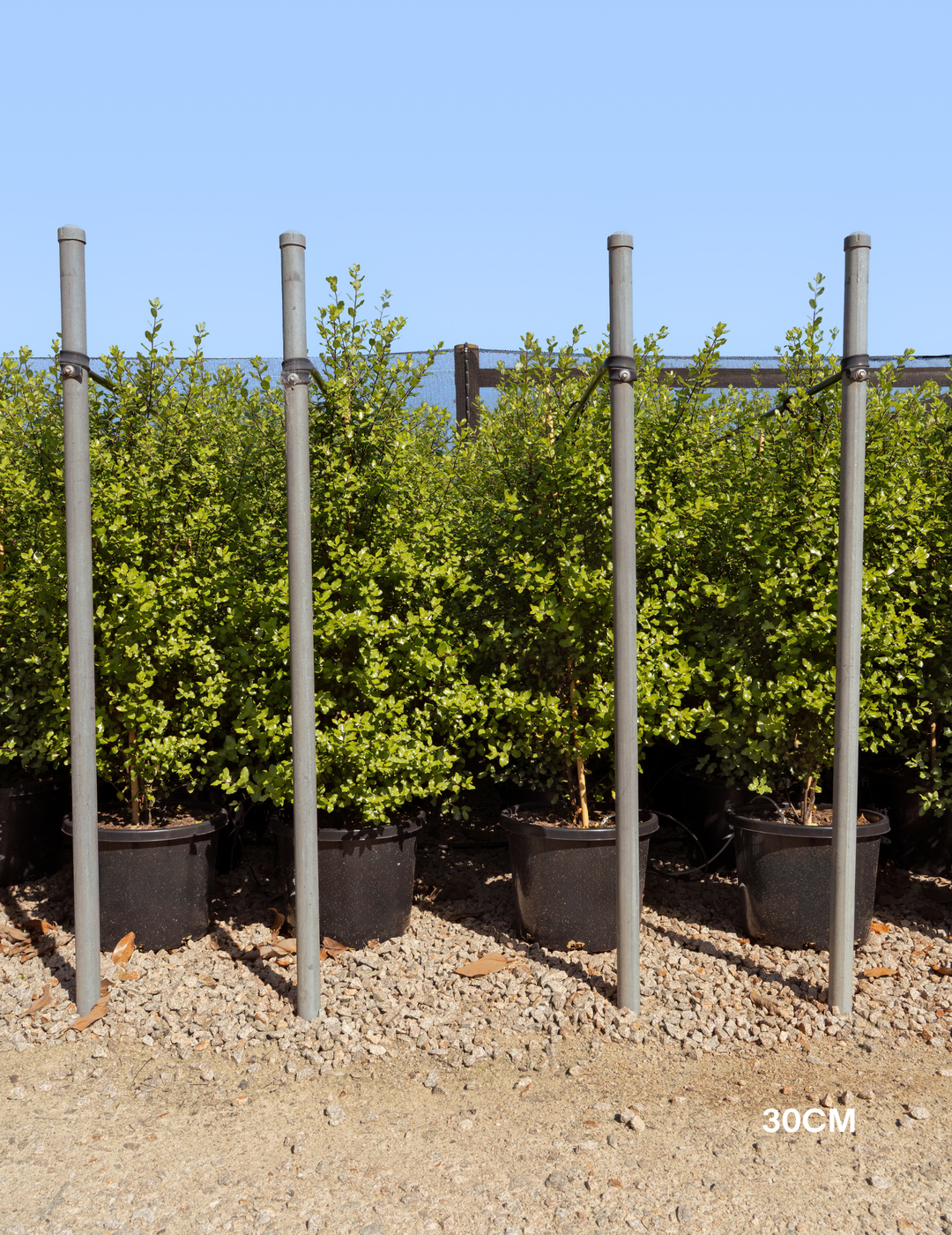 Pittosporum tenuifolium ‘Screenmaster’ – Screenmaster Pittosporum